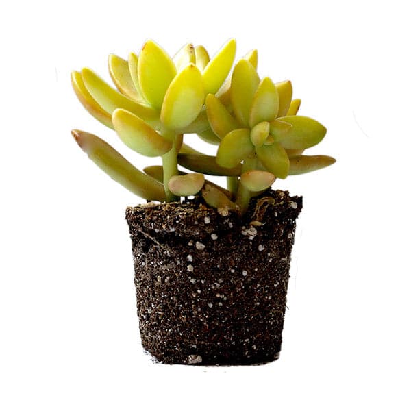 A side view of a Golden Sedum succulent on a white background. 