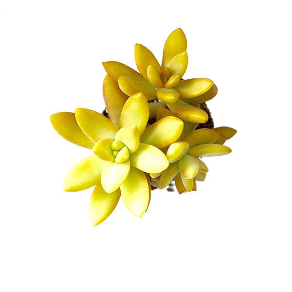 An arial view of a Golden Sedum succulent on a white background. 