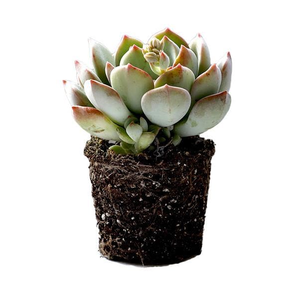 A 2.5" Graptoveria Moonglow Succulent that has aqua leaves and pink tips.