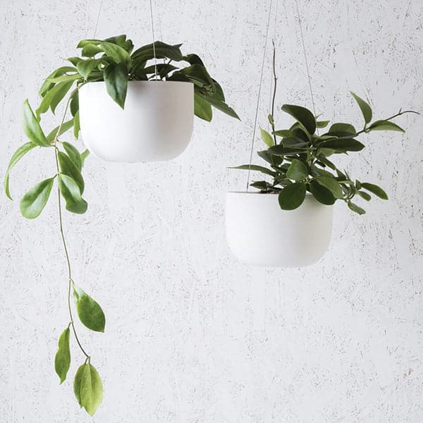 Hanging in front of a white speckled wall is two white hanging pots. The pots are wide and round and slightly taper at the bottom. The pot on the left is higher than the one on the right. There is a dark green plant inside each pot. Both pots are being held up by three silver wires.