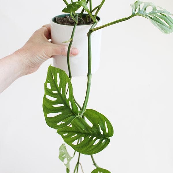 On a white background is a Monstera Adansonii Swiss cheese plant in a white ceramic planter that is not included.