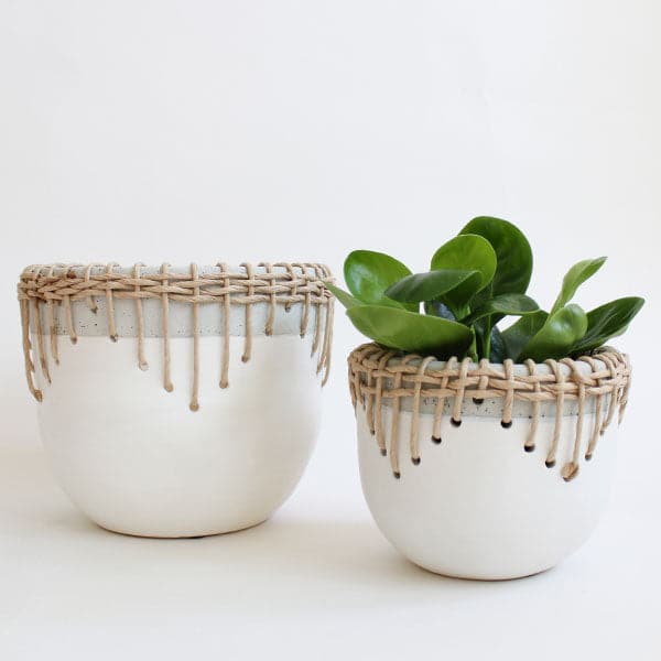 In front of a white background is a matte white, cylinder pot. There is a light gray border at the top of the pot. There is a light brown, wicker border over the gray border. The wicker border comes down the sides of the pot. To the right of this pot is a pot exactly like this one just a little smaller. In the smaller pot is a dark green plant with circular leaves. 