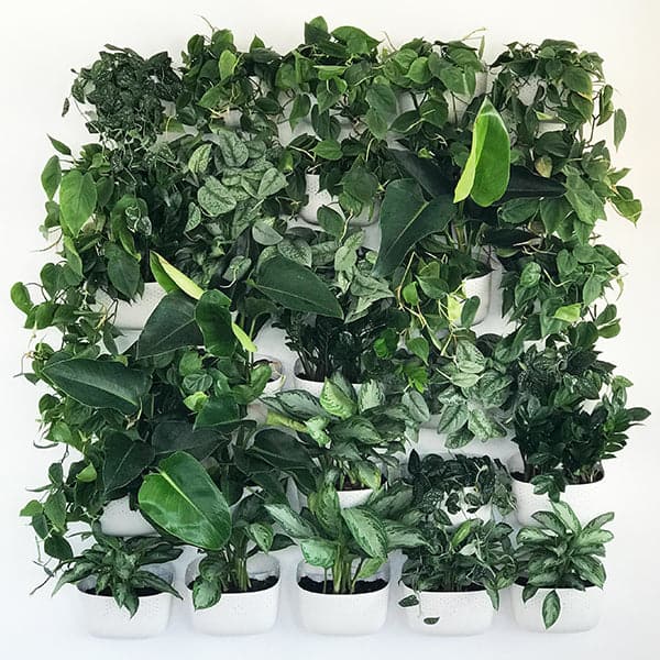 A whole wall display with multiple white wall planters stacked on top of one another and filled with green leafy plants.