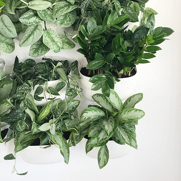 A whole wall display with multiple white wall planters stacked on top of one another and filled with green leafy plants. 