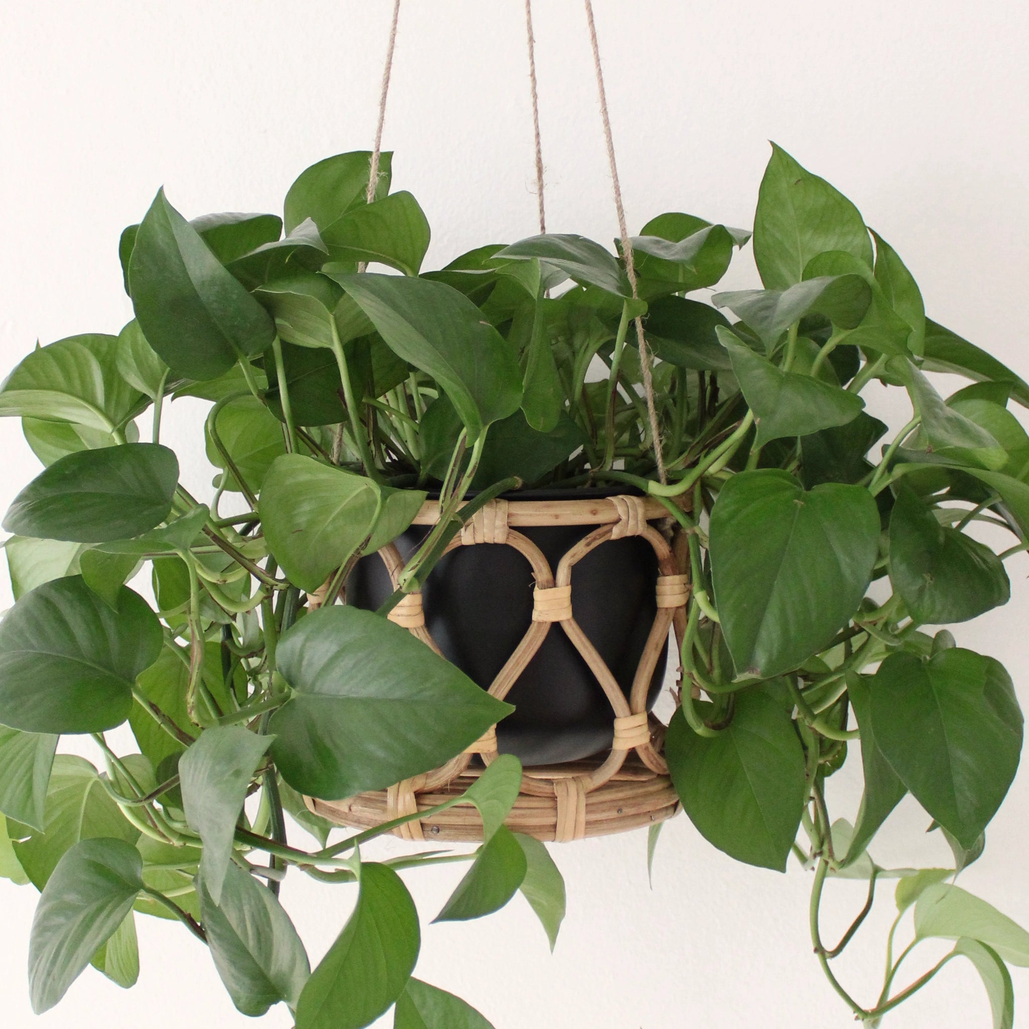 A hanging rattan planter with a black insert pot hanging in front of a white background. The rattan is bent into a rounded lattice pattern. The planter has a green trailing Pothos plant hanging inside of it.