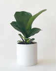 On a white background is Ficus Lyrata Fiddle Leaf Fig inside of a white ceramic pot that is not included with purchase.