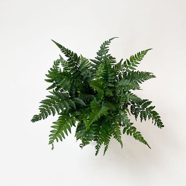 On a cream background is a leafy green Korean Rock Fern inside of a ceramic white pot that is sold separately.