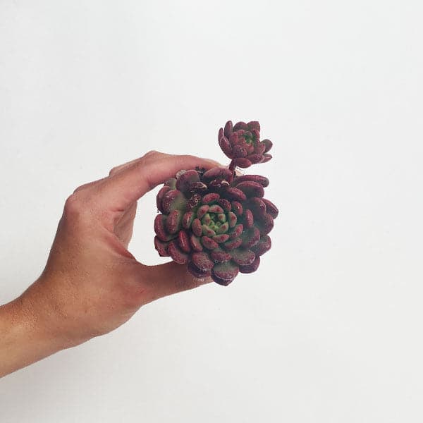 On a white background is a Graptoveria Bashful Succulent. All succulents vary in color and shape. 