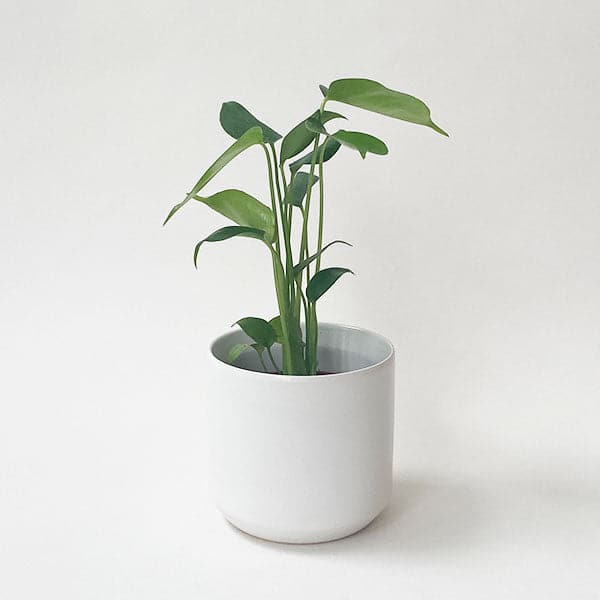 In front of a white background is a large white circular pot. Inside the pot is a philodendron split leaf. The stems are tall with large green leaves.