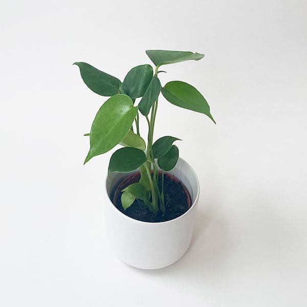 In front of a white background is a large white circular pot. Inside the pot is a philodendron split leaf. The stems are tall with large green leaves.