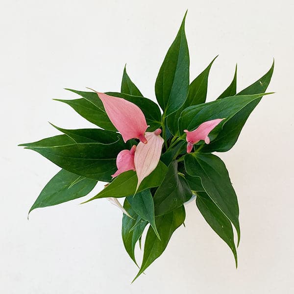 Top view of Anthurium "Lilli" Light Pink in a round white pot. Anthurium is a green leafy plant with tall bright pink arrowhead shape flowers and dark pink stamen.