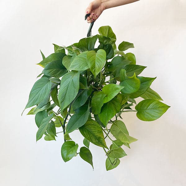 Hanging in front of a white background is a green pothos. The pothos has long green vines with dark green leaves. 