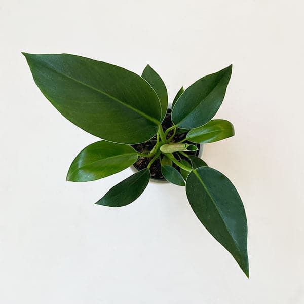 Birds eye view of a philodendron Congo. The light green stems are long and go straight up. The darker green leaves are large and narrow and pointed at the top.