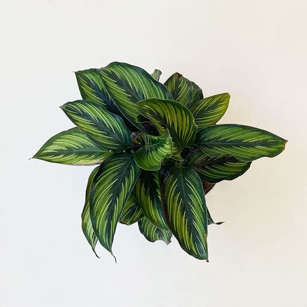 A dark green leafy Calathea Beauty Star with small pin stripes photographed on a white background.