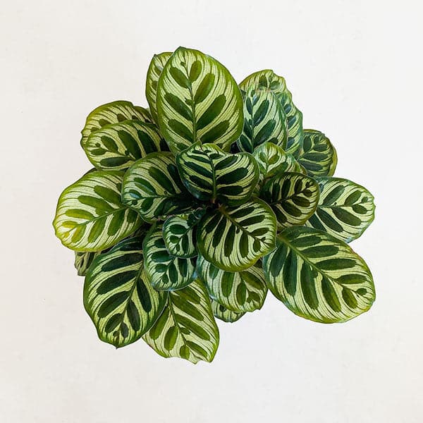 On a white background is a Calathea Makoyana with its spotted leaves.