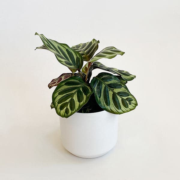 On a white background is a Calathea Makoyana inside of a white ceramic pot that is sold separately.