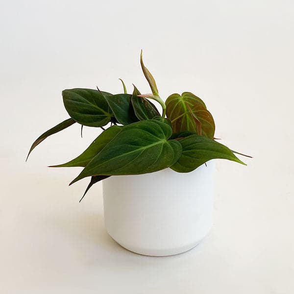 In front of a white background is a white circular pot. Inside the pot is a philodendron mican inside the pot. The plant has dark green leaves that are pointed at the top.