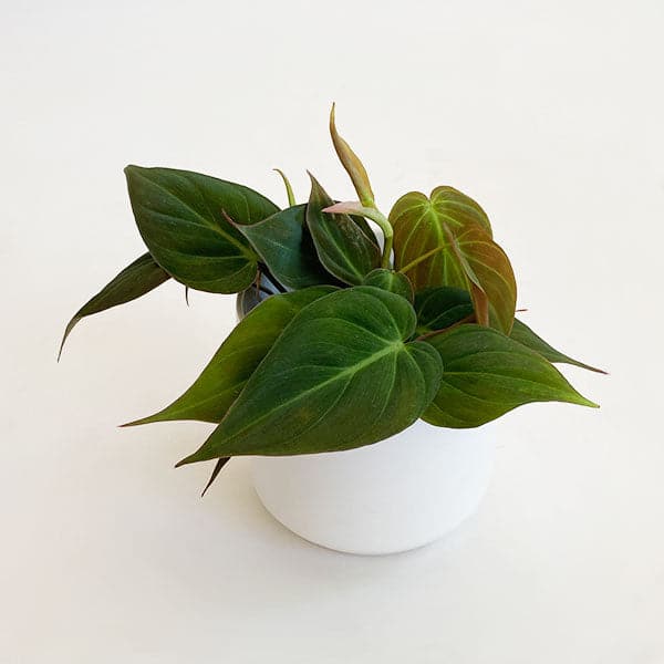 In front of a white background is a white circular pot. Inside the pot is a philodendron mican inside the pot. The plant has dark green leaves that are pointed at the top.