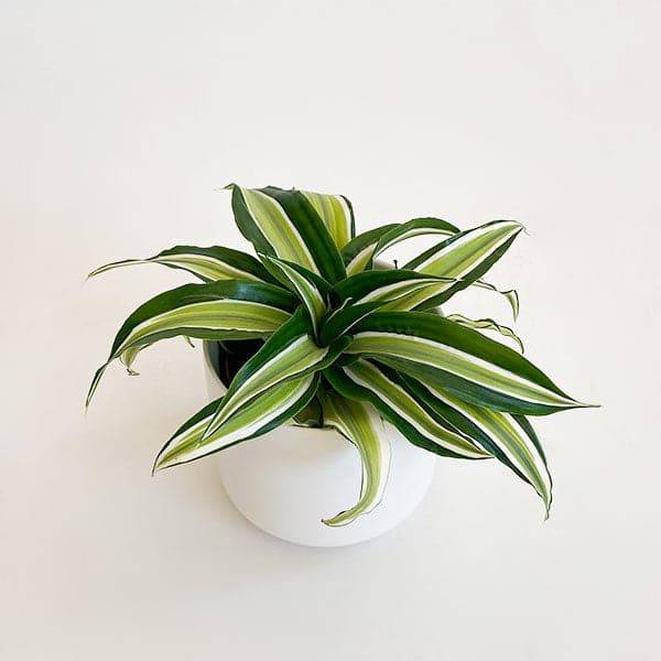 Dracaena Malaika plant in a white pot - green with light green in the center leaves