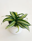 Dracaena Malaika plant in a white pot - green with light green in the center leaves