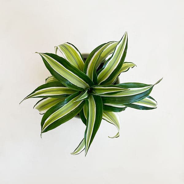 Dracaena Malaika plant top view - green with light green in the center leaf