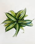 Dracaena Malaika plant top view - green with light green in the center leaf