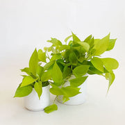 In front of a white background is two white cylinder pots. Inside each pot is a neon pothos. The plant has long vines with wide neon leaves that are pointed at the end.