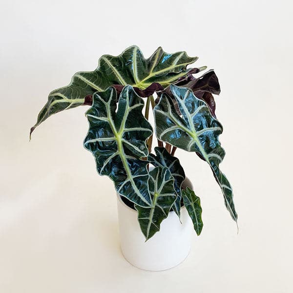 An African Mask Alocasia Polly in a white pot. The African Mask is a large dark, waxy, arrowhead shaped leafed plant with light green veins.