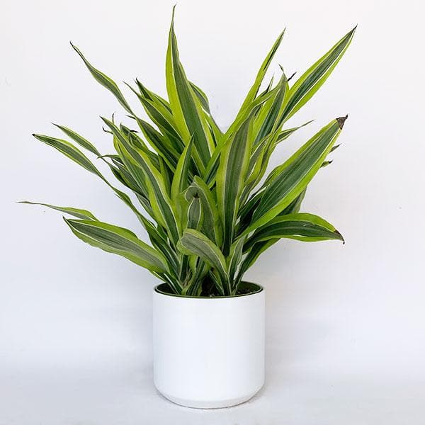 On a white background is a leafy green Dracaena Lemon Lime house plant in a ceramic white planter. 