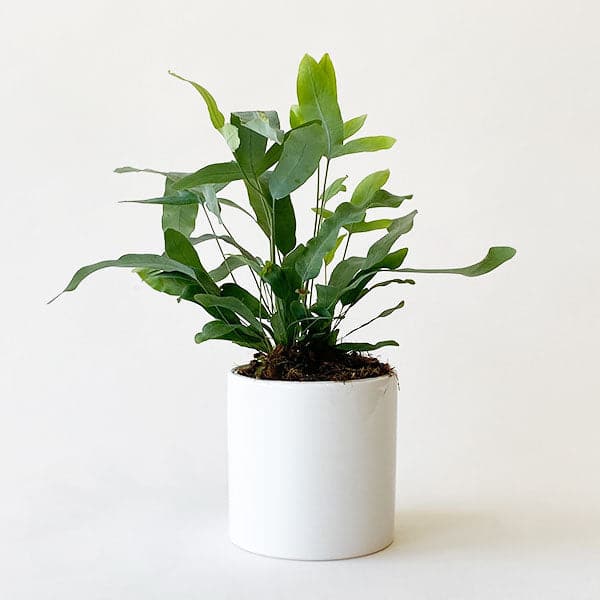 A 4 inch blue star fern with light green leaves inside of a 4" white ceramic pot.