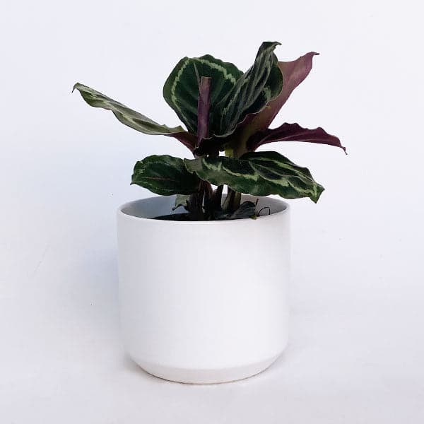 A 6 inch Calathea Veitchiana house plant featuring its dark green detailed leaves and dark reddish purple undersides placed in a white ceramic pot.