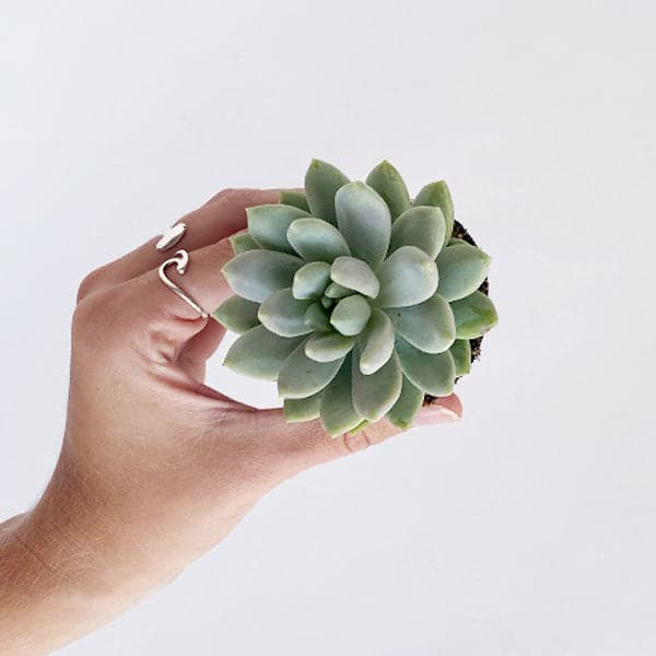 In font of a white background is a hand holding a succulent with the top facing forward. The succulent is six layers of sage green petals. 