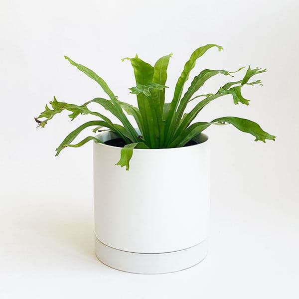 Birds Nest &#39;Crissie&#39; Fern in a smooth white pot. &#39;Crissie&#39; fern has long green fronds with rigged tips.