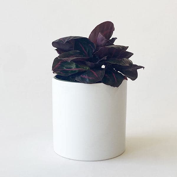 On a cream background is a Calathea Dottie with its dark leaves and pink details photographed here in a white ceramic planter that is not included with purchase. 
