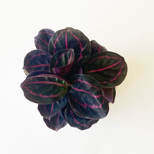 On a cream background is a Calathea Dottie with its dark leaves and pink details. 