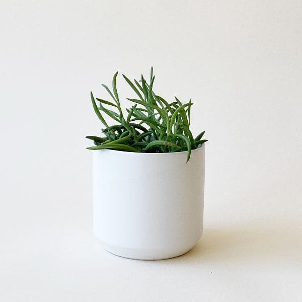 In front of a white background is a small matte white pot. Inside is small light green hook shaped plant. 