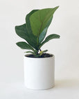 On a white background is Ficus Lyrata Fiddle Leaf Fig inside of a white ceramic pot that is not included with purchase.