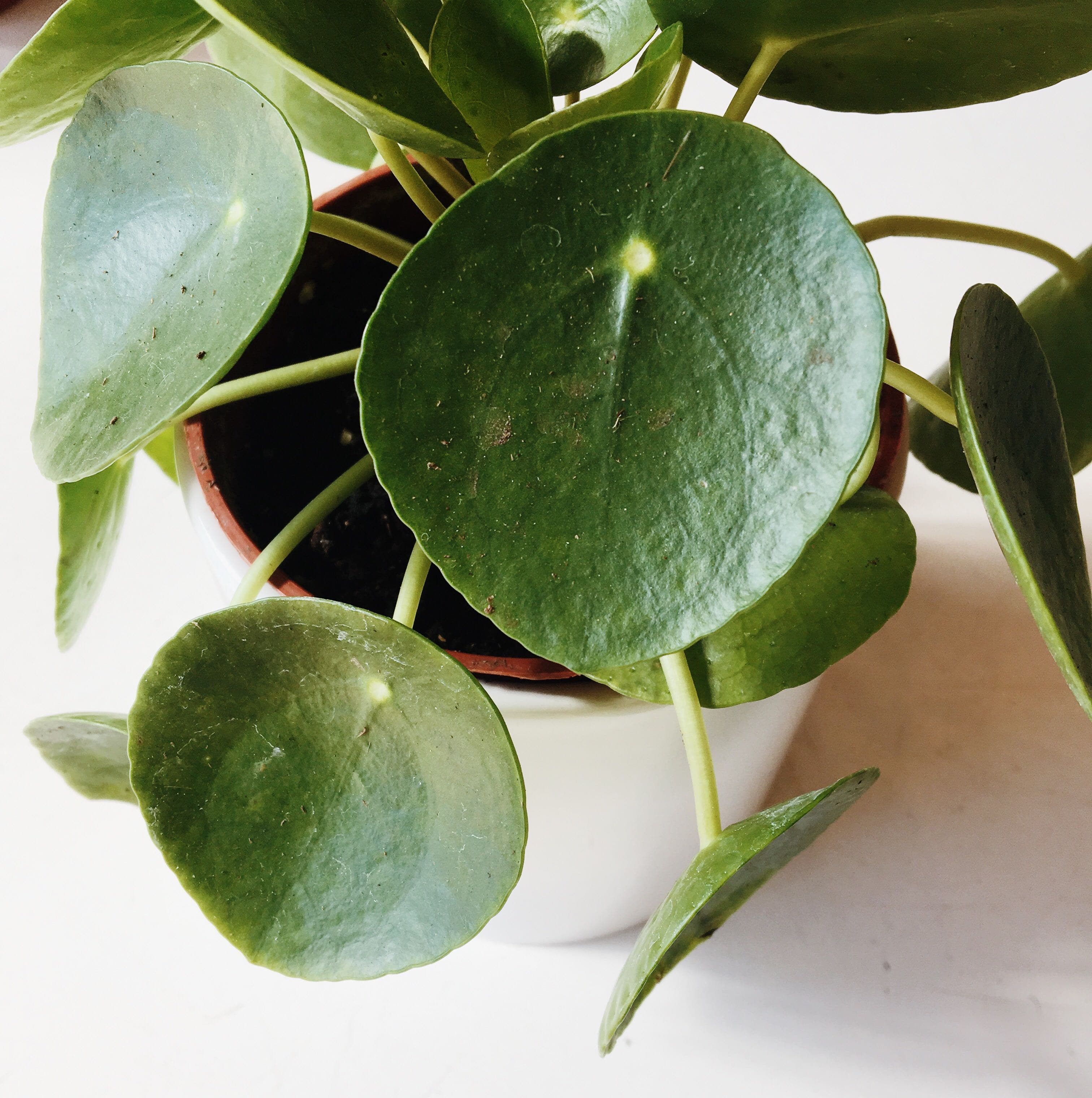 This is a close up picture of a green pilea peperomioide. The leaves are dark green circles with a small yellow dot in the top middle. 