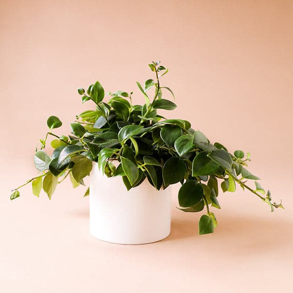 On a cream background is a Lipstick Plant in a white ceramic pot that aren't included with purchase.