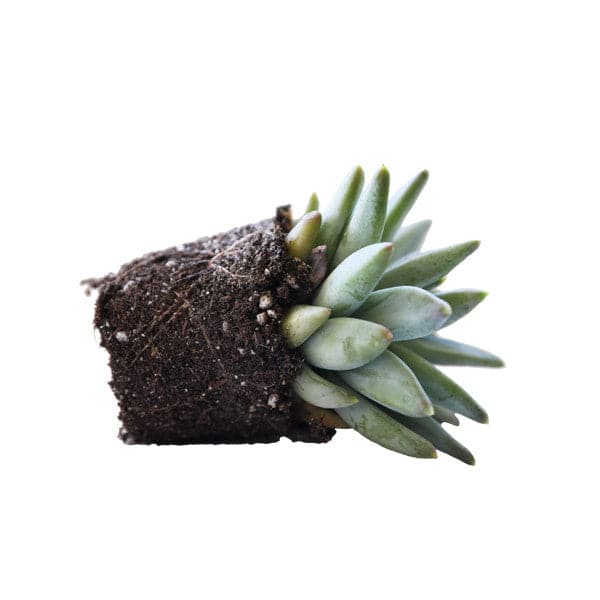 On a white background is a photo of a Little Jewel succulent.