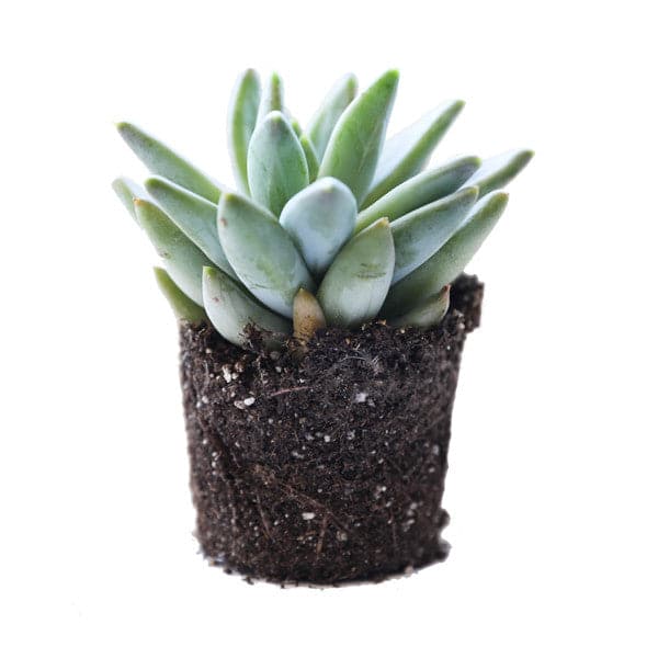 On a white background is a photo of a Little Jewel succulent.