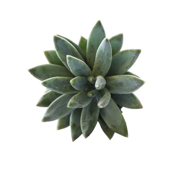 jewel leaf succulent Pachyveria