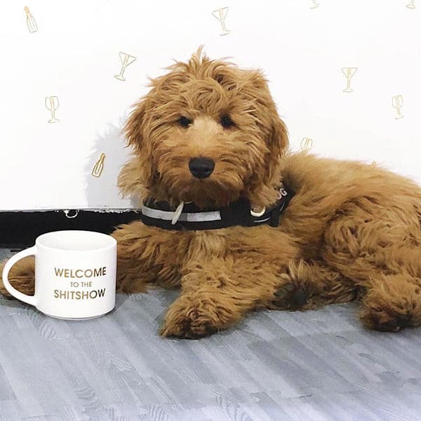 Classic white ceramic mug with a thin round handle labeled 'Welcome to the Shitshow' in reflective gold lettering. Mug is placed besides an adorably fluffy brown pup. Behind is a white wall accented with mini gold cocktail glass shapes and grey wood flooring. 