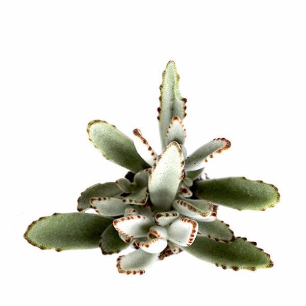 Birds eye view of a succulent.  The leaves are tall and sage green. There are brown specks around the border.