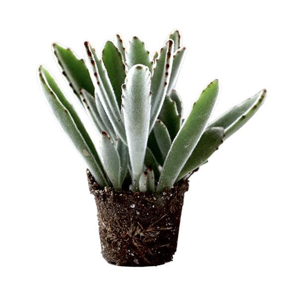 In front of a white background is a succulent. The leaves are tall and sage green. There are brown specks around the border.