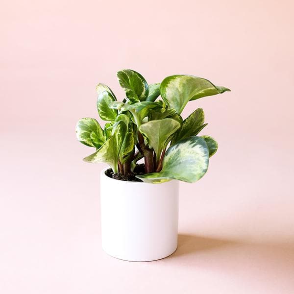 In front of a soft pink background is a white cylinder pot. Inside the pot is a peperomia obstusifolia marble. The rounded leaves are green and yellow marble. 