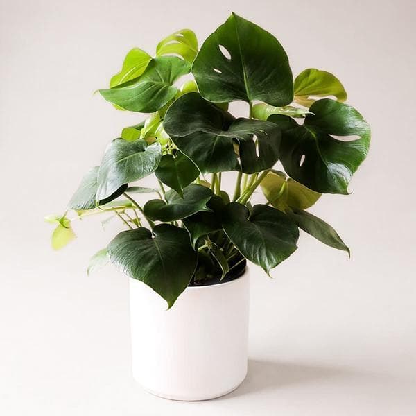 In front of a white background is a large white circular pot. Inside the pot is a philodendron split leaf. The stems are tall with large green leaves. Some of the leaves have small cut outs. 