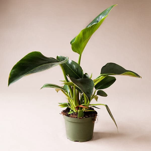 In front of a light pink background is a dark green circular pot. Inside the pot is a philodendron Congo. The light green stems are long and go straight up. The darker green leaves are large and narrow and pointed at the top.