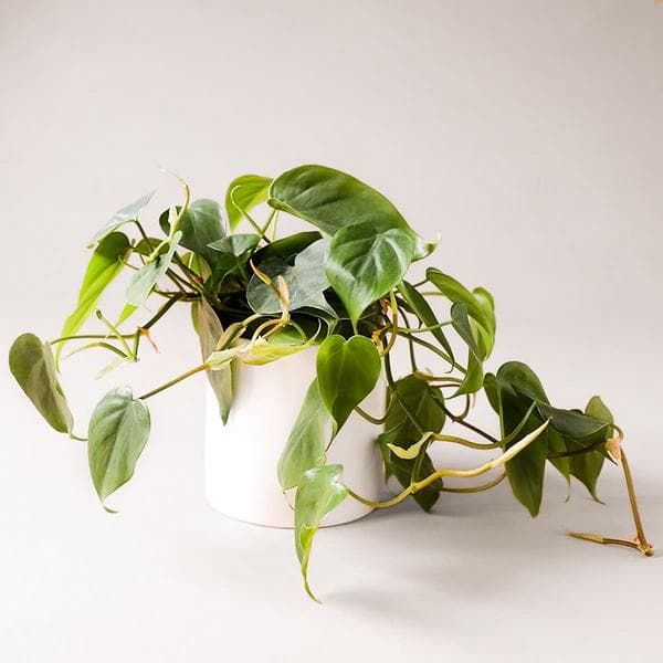In front of a white background is a white circular pot. Inside the pot is a philodendron codatum. The green leaves are wide with a pointed top. This plant has long green vines that spill over the side of the pot. 