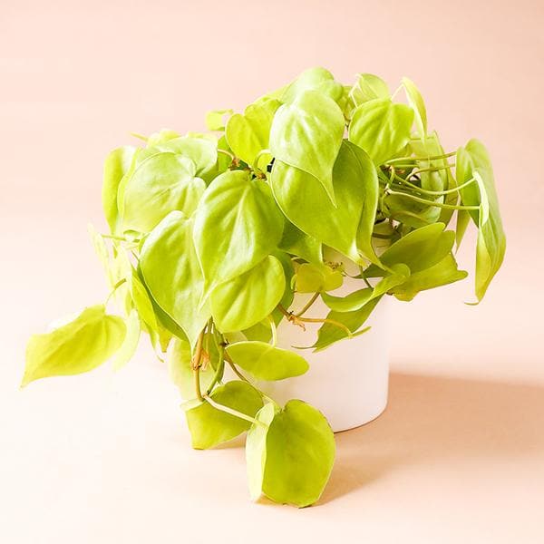 In front of a white background is a white circular pot. Inside the pot is a philodendron codatum neon. The neon green leaves are wide with a pointed top. 